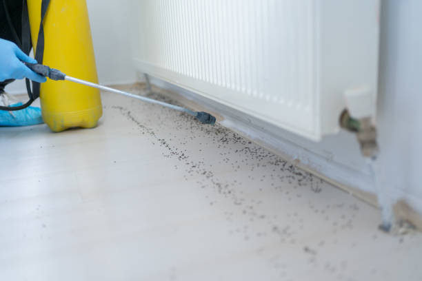 Best Wasp Removal Services  in North Oaks, MN